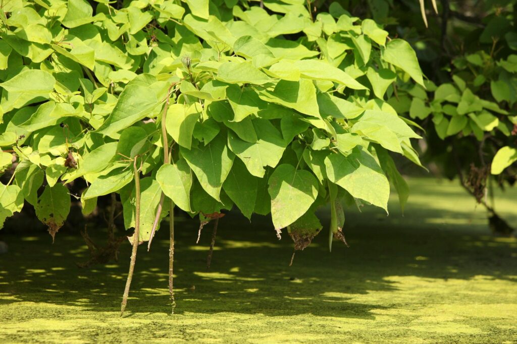 catalpa boule