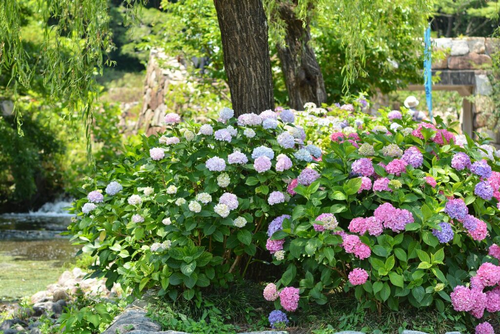 hortensias