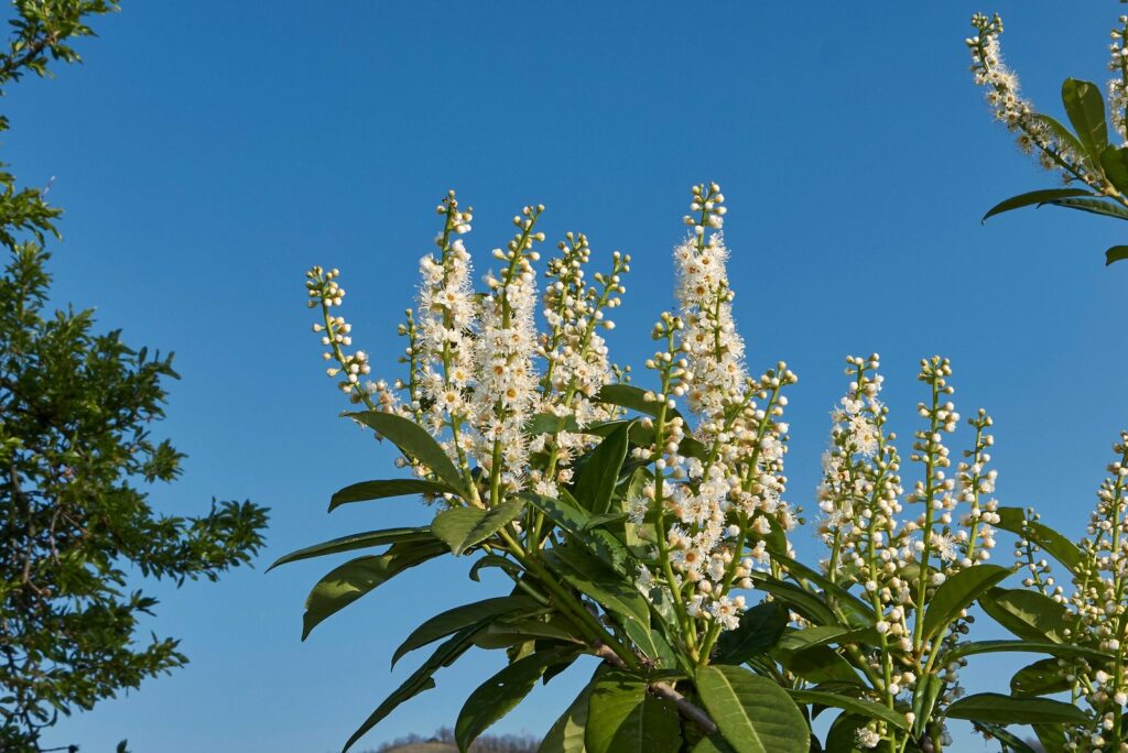 Prunus laurocerasus