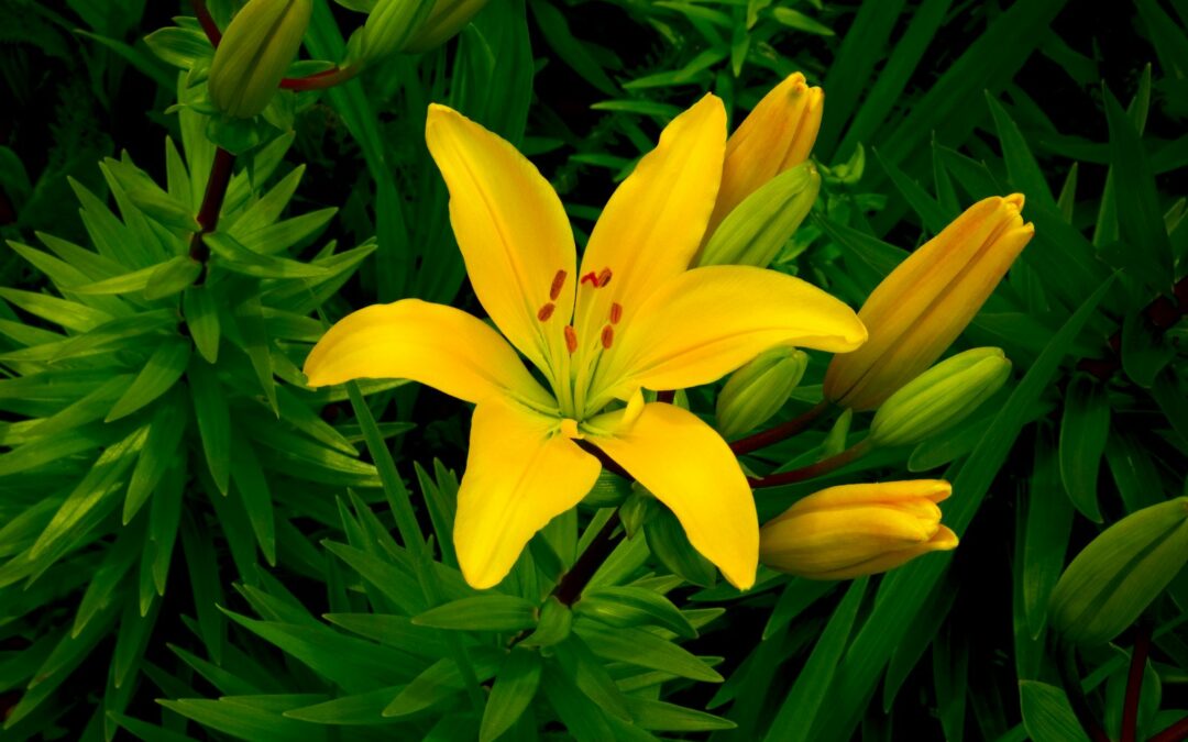 Lys asiatique : une fleur majestueuse pour tout jardin