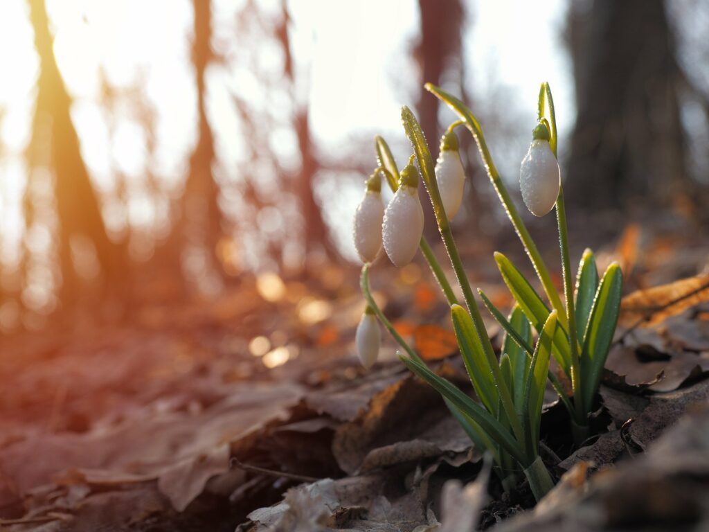 perce neige