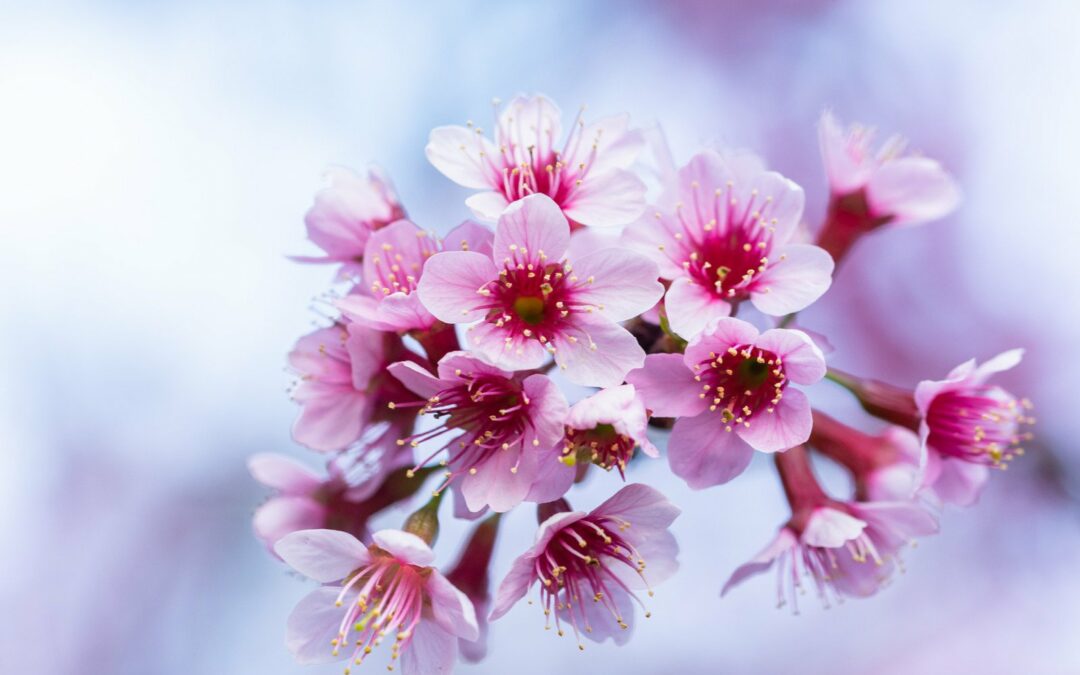 Comment bien tailler un prunus pour une floraison éclatante ?