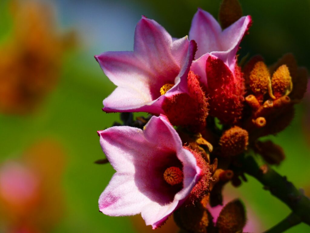 Brachychiton discolor