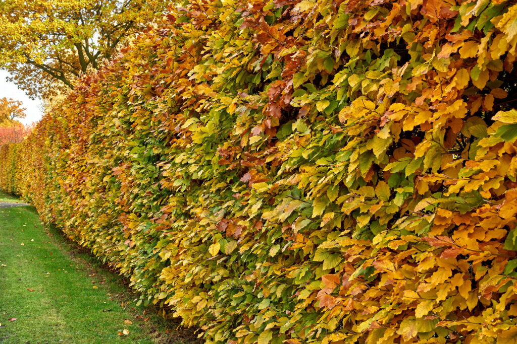 haie charmille automne