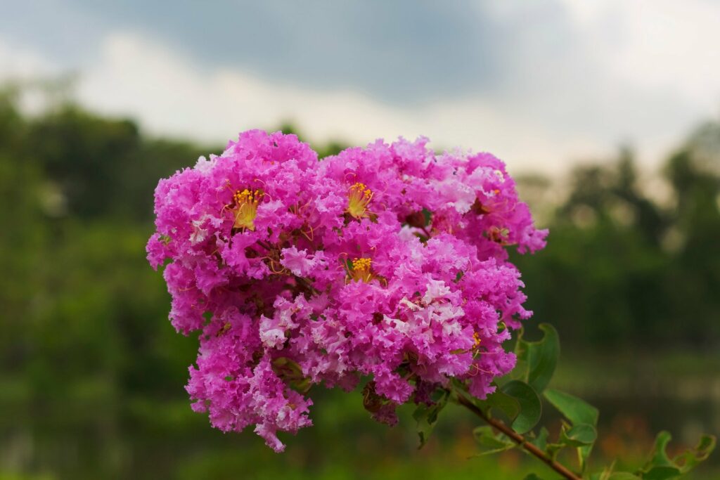 lilas des indes