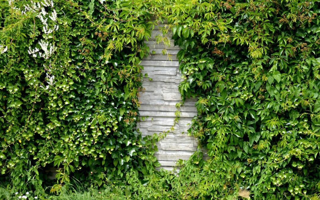 Comment cacher un mur extérieur moche du voisin