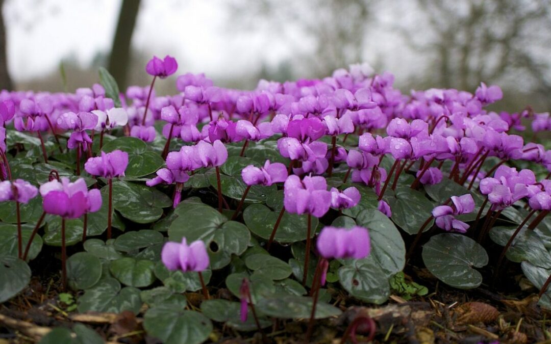 cyclamen