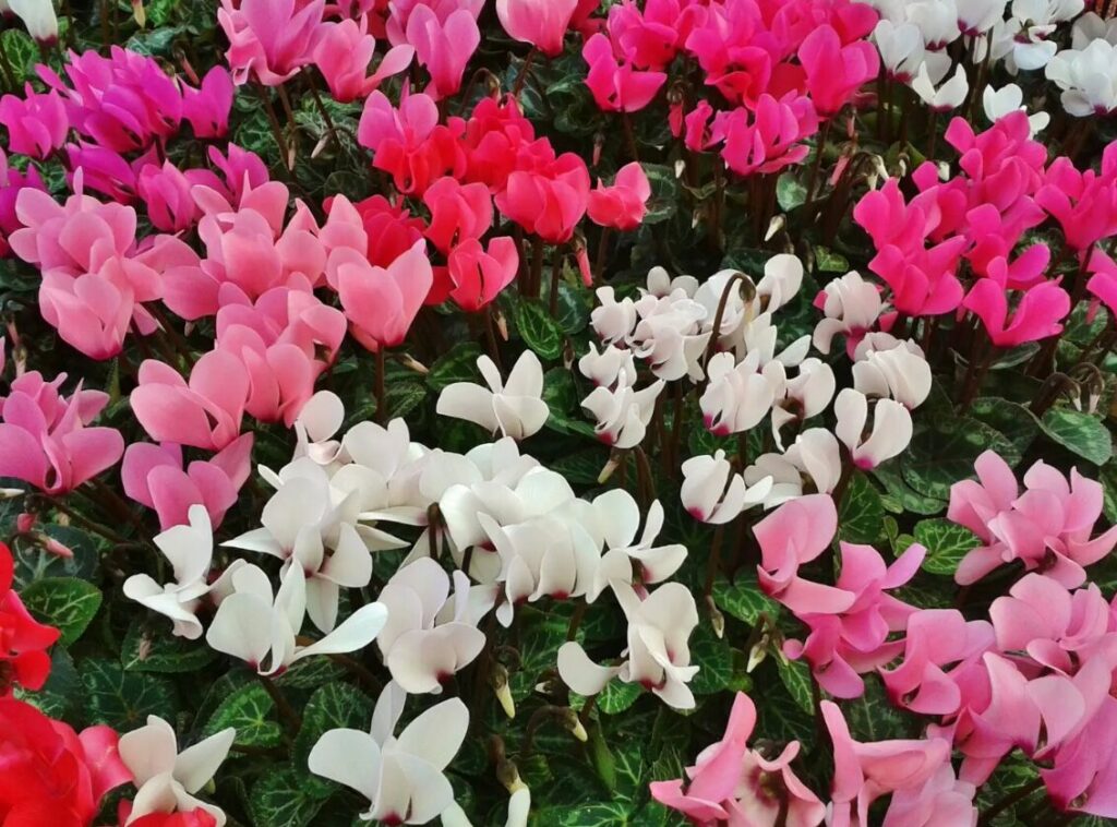 cyclamen coloré