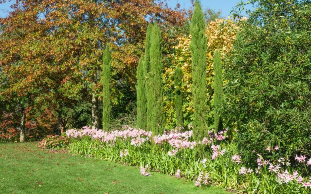 Planter cyprès de provence : guide complet pour réussir votre plantation