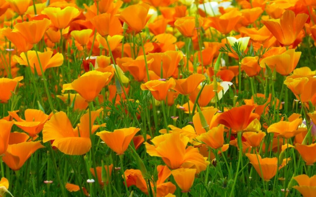 fleurs oranges