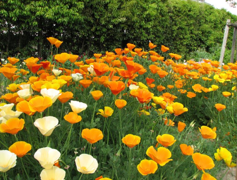 fleurs oranges vivaces