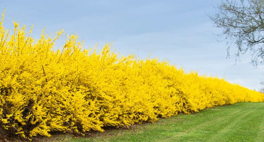 haie forsythia