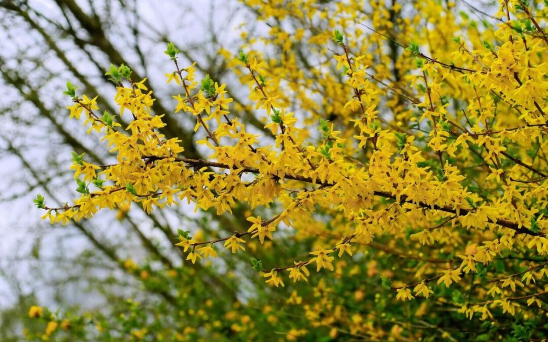 taille forsythia