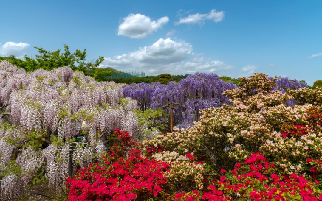 jardin forbach